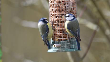 M�sange bleue et cacahu�tes