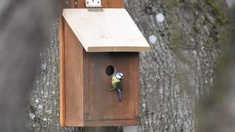 Nichoir et M�sange bleue