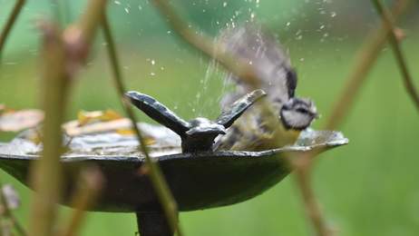 M�sange charbonni�re au bain