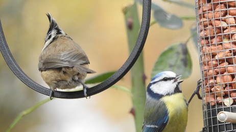 De dos M�sange hupp�e et M�sange bleue au cacahu�tes