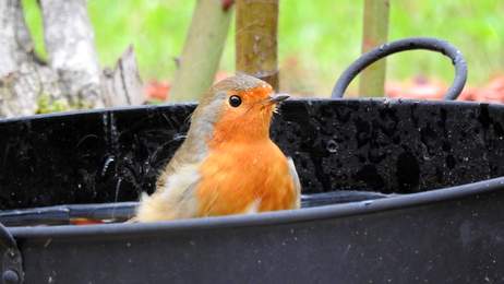 Rouge gorge au bain