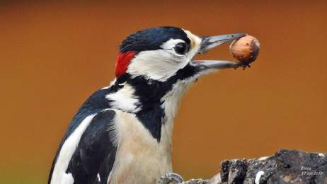 Pic �peiche et sa noisette